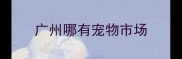 广州哪有宠物市场
