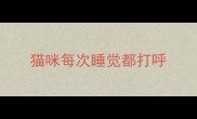 猫咪每次睡觉都打呼