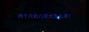 两个月的八哥犬怎么养