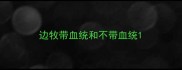 边牧带血统和不带血统