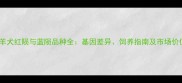 边境牧羊犬红陨与蓝陨品种全基因差异饲养指南及市场价值对比