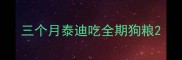 三个月泰迪吃全期狗粮