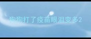 狗狗打了疫苗眼泪变多