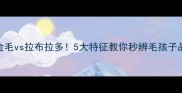 金毛vs拉布拉多5大特征教你秒辨毛孩子品种