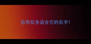 拉布拉多适合它的名字