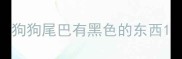 狗狗尾巴有黑色的东西