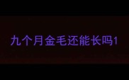 九个月金毛还能长吗