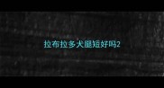 拉布拉多犬腿短好吗