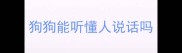 狗狗能听懂人说话吗