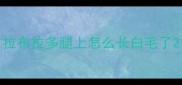 拉布拉多腿上怎么长白毛了