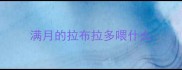 满月的拉布拉多喂什么