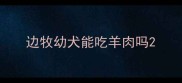 边牧幼犬能吃羊肉吗
