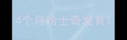 4个月哈士奇发育