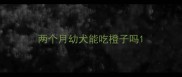 两个月幼犬能吃橙子吗