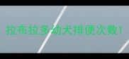 拉布拉多幼犬排便次数