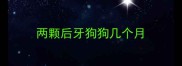 两颗后牙狗狗几个月