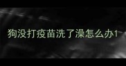 狗没打疫苗洗了澡怎么办
