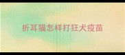 折耳猫怎样打狂犬疫苗