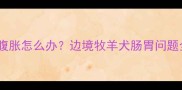 边牧乱吃东西腹胀怎么办边境牧羊犬肠胃问题全及预防指南