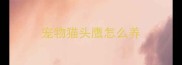 宠物猫头鹰怎么养