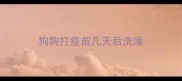 狗狗打疫苗几天后洗澡