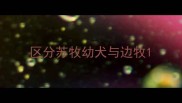 区分苏牧幼犬与边牧