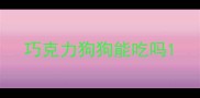 巧克力狗狗能吃吗