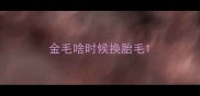 金毛啥时候换胎毛