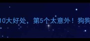 鸡蛋对狗狗的10大好处第5个太意外狗狗能吃鸡蛋吗