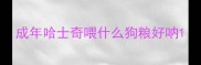 成年哈士奇喂什么狗粮好呐