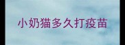 小奶猫多久打疫苗