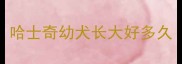 哈士奇幼犬长大好多久