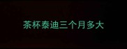 茶杯泰迪三个月多大