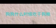 狗狗什么时候吃干狗粮
