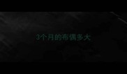 3个月的布偶多大