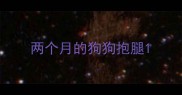 两个月的狗狗抱腿