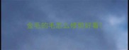 金毛的毛怎么修剪好看