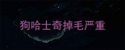 狗哈士奇掉毛严重