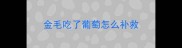 金毛吃了葡萄怎么补救