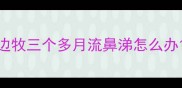 边牧三个多月流鼻涕怎么办