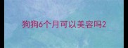 狗狗6个月可以美容吗
