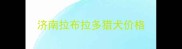 济南拉布拉多猎犬价格