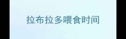 拉布拉多喂食时间