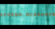 哈士奇金毛混血犬培育指南网红串串的养护要点与性格特征