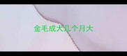 金毛成犬几个月大