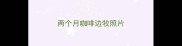 两个月咖啡边牧照片