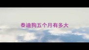 泰迪狗五个月有多大