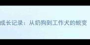 金毛犬全生命周期成长记录从奶狗到工作犬的蜕变附高清成长照