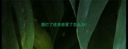猫打了疫苗感冒了怎么办