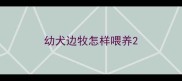 幼犬边牧怎样喂养